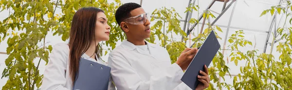 Botanici multietnici che guardano appunti vicino a piante in serra, banner — Foto stock