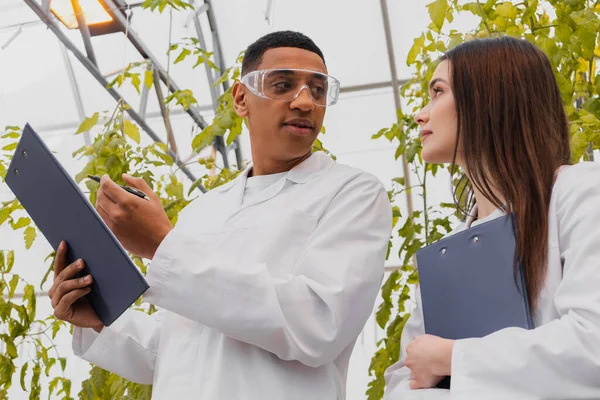 Vista a basso angolo del botanico che tiene appunti vicino al collega afro-americano in serra — Foto stock