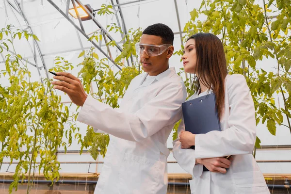 Botanico afroamericano che punta con mano vicino collega con appunti in serra — Foto stock