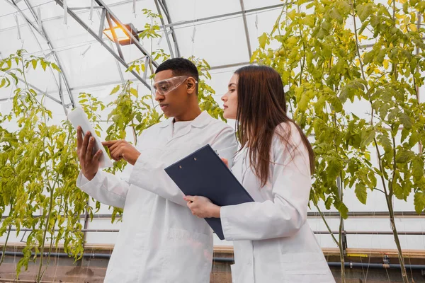 Botanico afroamericano che utilizza tablet digitale vicino al collega con appunti in serra — Foto stock