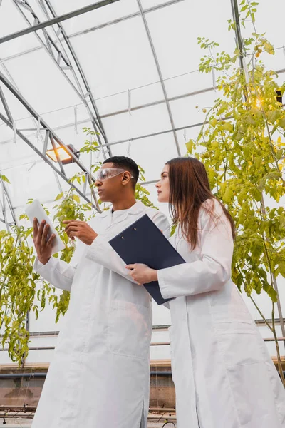 Vista a basso angolo del botanico che tiene appunti vicino al collega americano africano utilizzando tablet digitale in serra — Foto stock