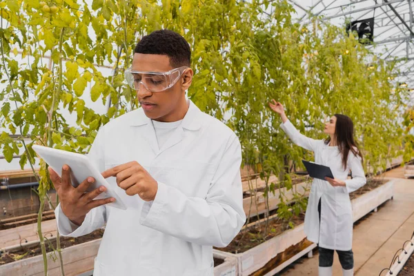 Botanico afroamericano che utilizza tablet digitale vicino a collega sfocato e piante in serra — Foto stock