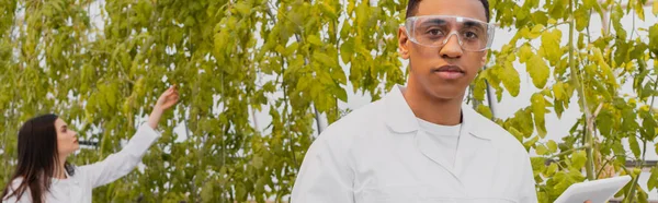 Botánico afroamericano con gafas y bata blanca sosteniendo tableta digital en invernadero, pancarta - foto de stock