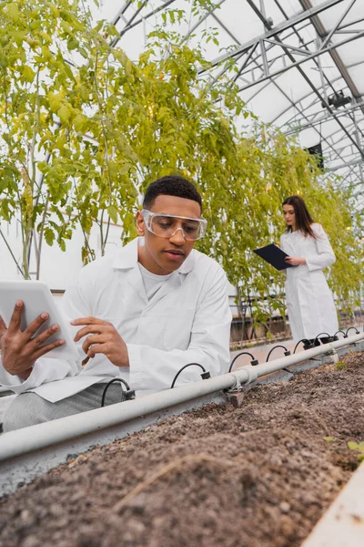 Botanico afroamericano che utilizza tablet digitale vicino a terra e collega offuscato in serra — Foto stock