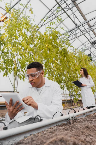 Botanico afroamericano che utilizza tablet digitali vicino a terra e piante in serra — Foto stock