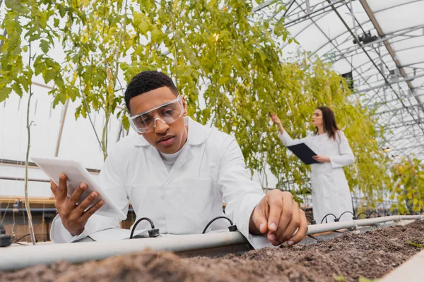 Botanico afroamericano in maschera con tablet digitale e terreno toccante in serra — Foto stock