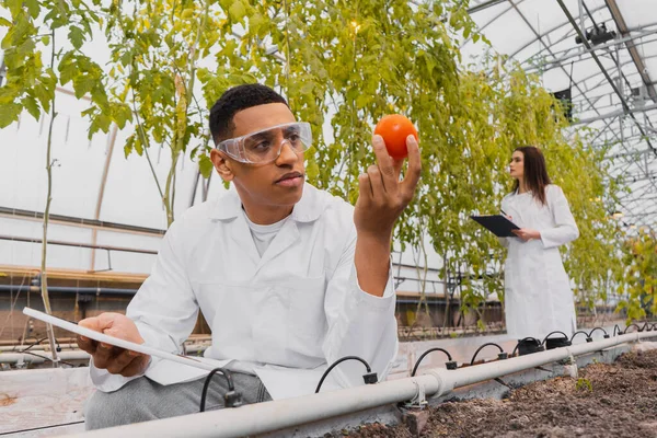 Botánico afroamericano sosteniendo tableta digital y tomate cerca del suelo en invernadero - foto de stock