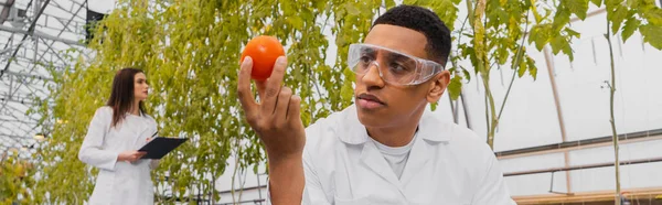 Botanico afroamericano in maschera con pomodoro vicino a collega sfocato in serra, striscione — Foto stock