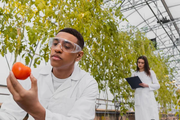 Botánico afroamericano de capa blanca y gafas con tomate fresco en invernadero - foto de stock