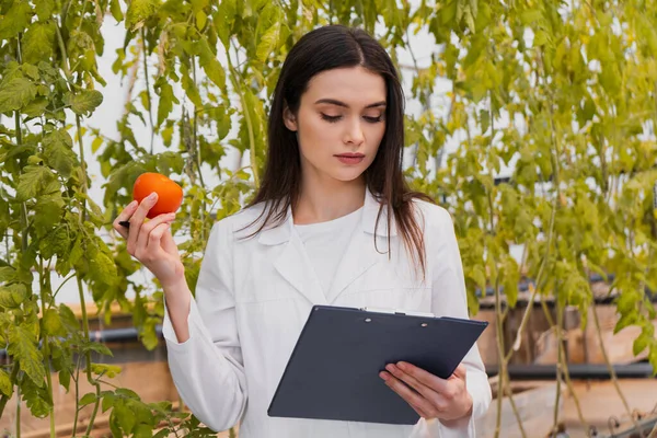 Young botanist holding clipboard and tomato near plants in greenhouse — Stock Photo