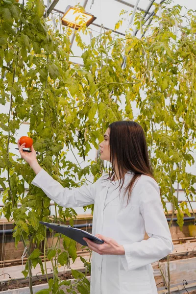 Vue latérale du botaniste en manteau blanc tenant presse-papiers et tomate en serre — Photo de stock