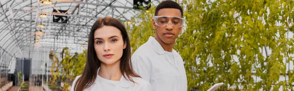 Botanist looking at camera near african american colleague with digital tablet in greenhouse, banner — Stock Photo