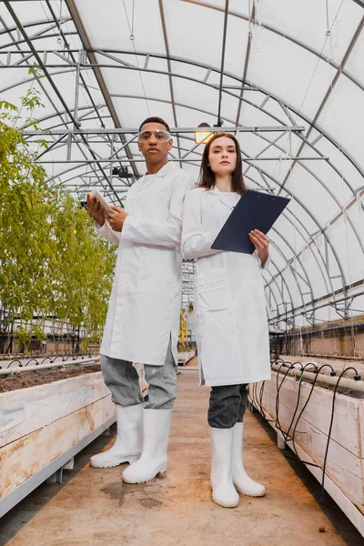 Vista de bajo ángulo de botánicos multiétnicos sosteniendo tableta digital y portapapeles en invernadero - foto de stock