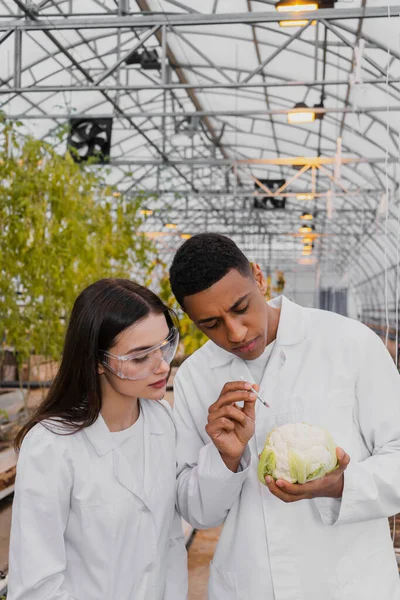 Багатоетнічні ботаніки в білих пальто тримають цвітну капусту і шприц в теплиці — стокове фото