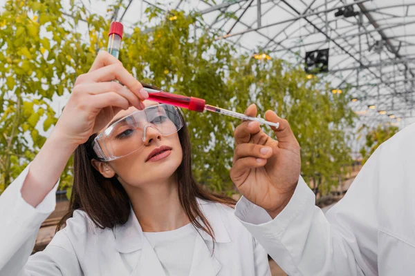 Botanico afroamericano che tiene una siringa vicino al collega con provette in serra — Foto stock