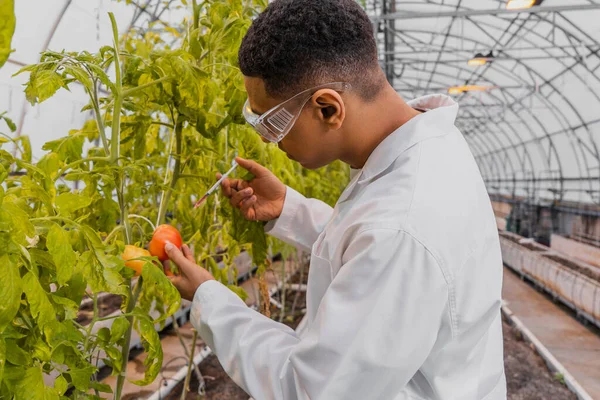 Vue latérale du botaniste afro-américain tenant une seringue près de la tomate sur une plante en serre — Photo de stock