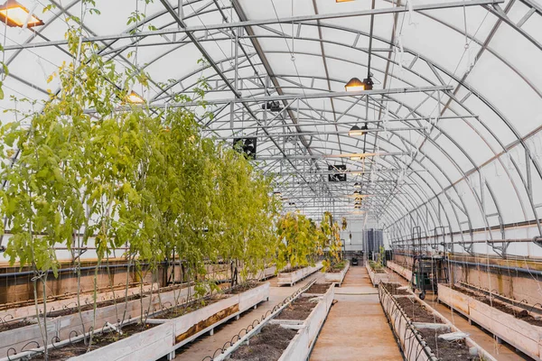 Plants and ground in empty greenhouse — Stock Photo