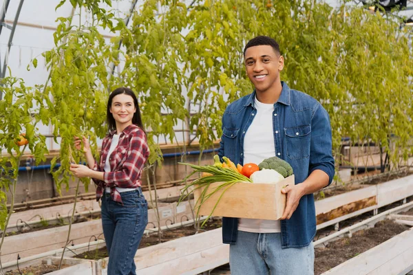 Позитивный африканский американский фермер держит коробку со свежими овощами рядом с коллегой и растениями в теплице — стоковое фото