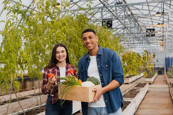 Positive multiethnic farmers holding ripe vegetables near plants in greenhouse — Stock Photo