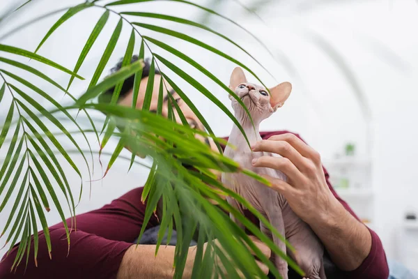 Blurred muslim man touching sphynx cat near plant at home — Photo de stock