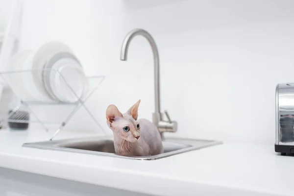 Hairless sphynx cat in sink in kitchen — Photo de stock