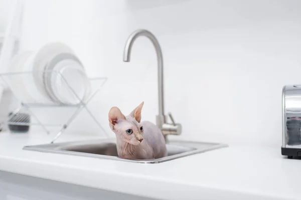 Hairless sphynx cat in sink in kitchen — Stock Photo