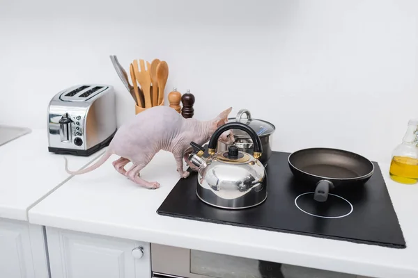 Sphynx cat near kettle on stove in kitchen — Fotografia de Stock
