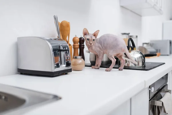 Sphynx cat standing near stove on worktop in kitchen — Stock Photo