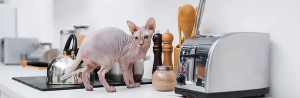 Sphynx cat standing near kettle on stove on kitchen worktop, banner — Stock Photo