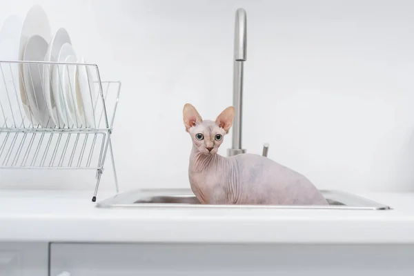 Сфінкс кіт дивиться на камеру з раковини на кухні — стокове фото