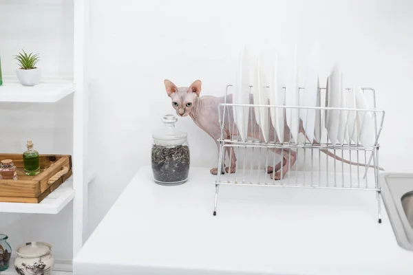 Sphynx cat standing near plates and jar on kitchen worktop — Stock Photo