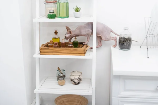 Sphynx cat standing on rack with jars in kitchen — Stock Photo