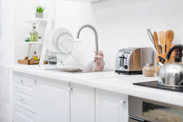 Sphynx cat sitting in sink in kitchen — Stock Photo