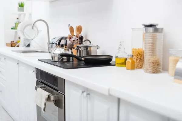 Sphynx gato olhando para longe perto de utensílios de cozinha no fogão na bancada — Fotografia de Stock