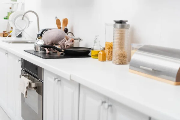 Hairless sphynx cat standing near frying pan on stove in kitchen — Photo de stock