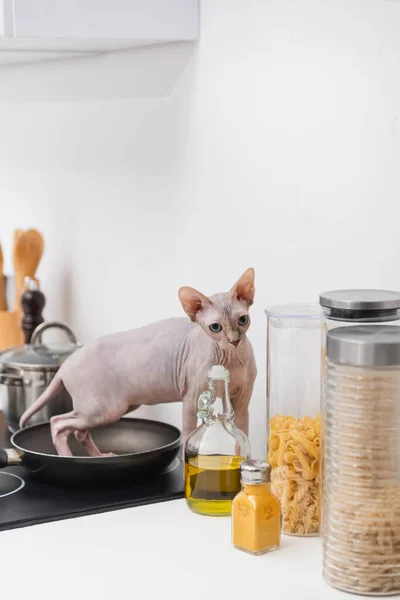 Sphynx cat standing in frying pan near food in kitchen — Fotografia de Stock