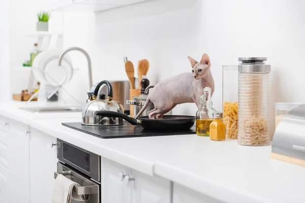 Sphynx cat standing on frying pan on stove in kitchen — Photo de stock