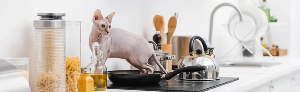 Sphynx cat standing in frying pan on stove in kitchen, banner — Stock Photo