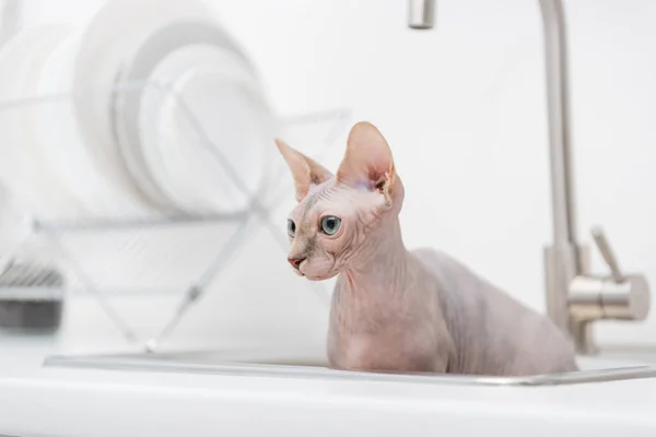 Hairless sphynx cat looking away from blurred sink in kitchen — Photo de stock