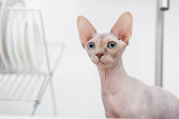 Hairless sphynx looking away in blurred kitchen — Stock Photo