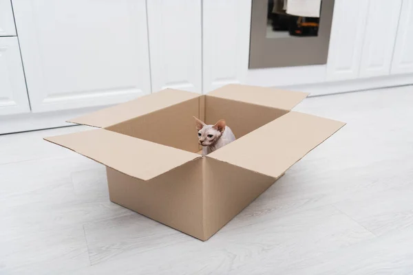 Sphynx cat sitting in cardboard box in kitchen — Stock Photo