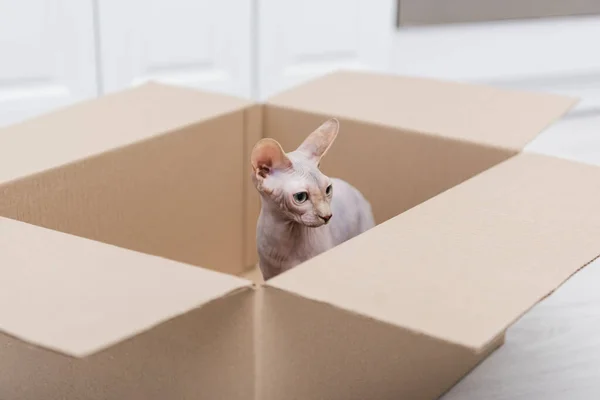 Esfinge gato sentado en caja de cartón borrosa en la cocina - foto de stock