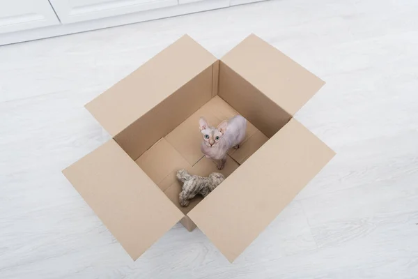 Vue du dessus du chat sphynx regardant la caméra près du jouet dans la boîte en carton à la maison — Photo de stock