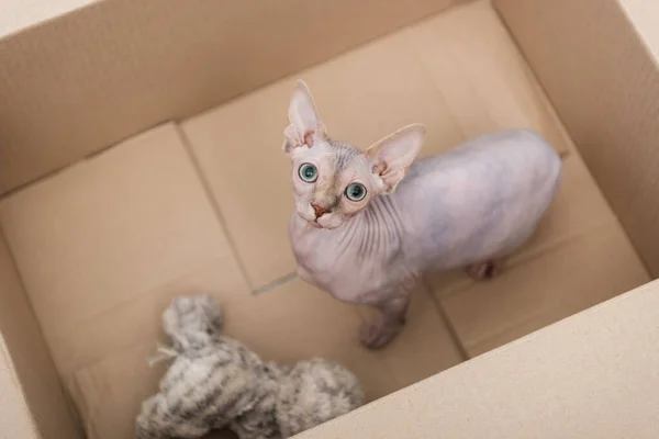 Вид зверху на кота-сфінкса, який дивиться на камеру біля розмитої іграшки в картонній коробці — стокове фото