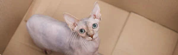 Top view of hairless sphynx cat looking at camera from cardboard box, banner — Stock Photo