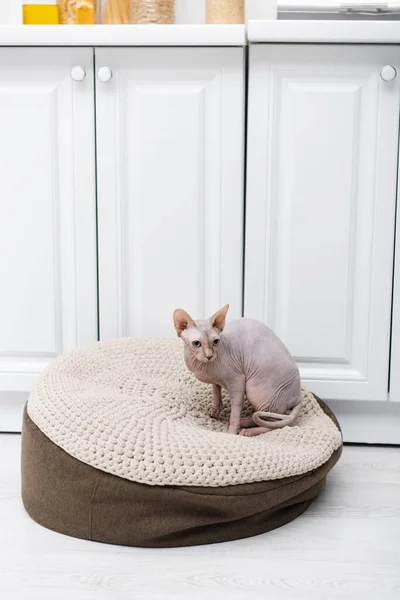 Chat Sphynx assis sur pouf à la maison — Photo de stock