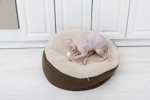 Sphynx cat playing with toy on ottoman at home — Stock Photo