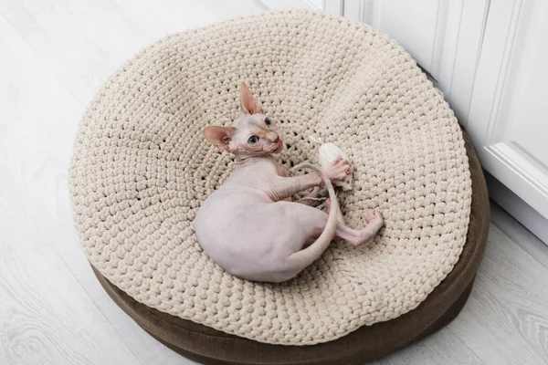 Вид зверху на сфінкса кота, який грає з іграшкою на пуфі вдома — стокове фото