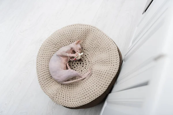 Vue du dessus du chat sphynx tenant le jouet sur pouf à la maison — Photo de stock