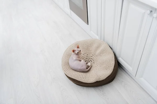 Vue grand angle du chat sphynx couché sur pouf dans la cuisine — Photo de stock